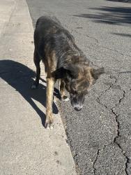Found/Stray Male Dog last seen Carr st. And 74th drive, Arvada, CO 80005