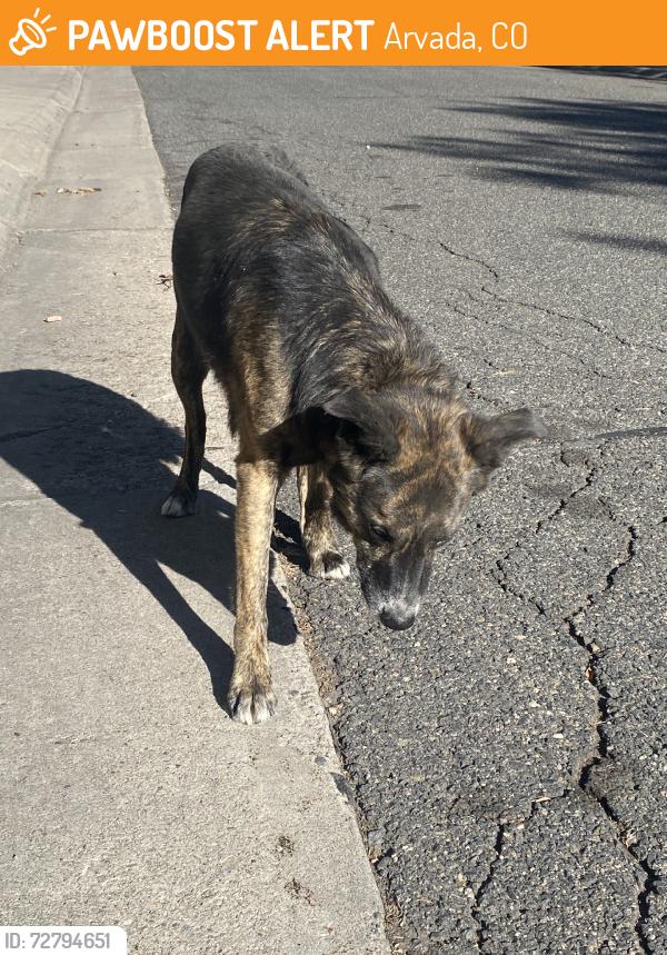 Found/Stray Male Dog last seen Carr st. And 74th drive, Arvada, CO 80005