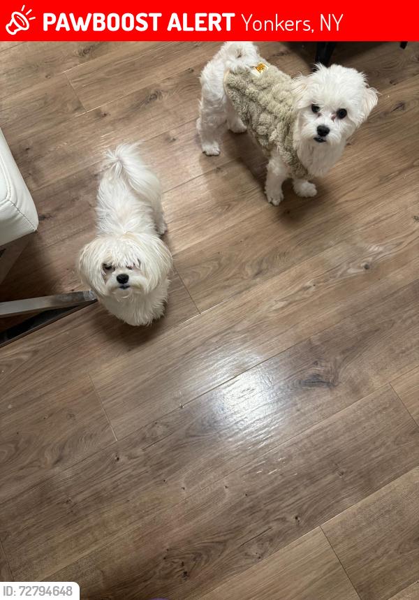 Found/Stray Female Dog last seen Not sure, Yonkers, NY 10703