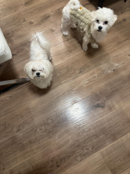 Found/Stray Female Dog last seen Not sure, Yonkers, NY 10703