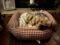 Lost Female Dog last seen 1187/Cardinal , Mansfield, TX 76063