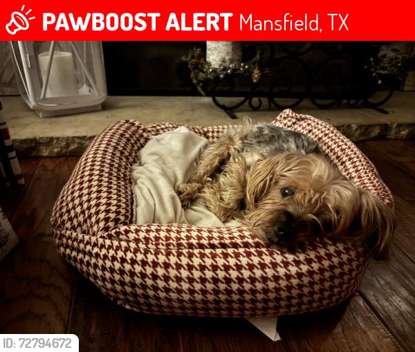 Lost Female Dog last seen 1187/Cardinal , Mansfield, TX 76063