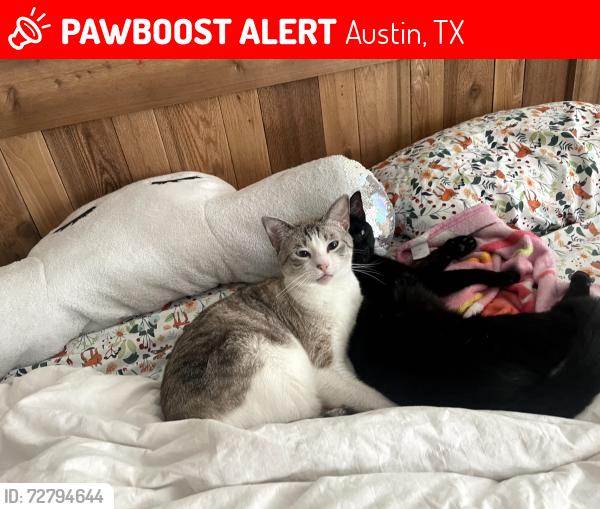 Lost Male Cat last seen Near and 45, Austin, TX 78717