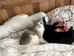 Lost Male Cat last seen Near and 45, Austin, TX 78717