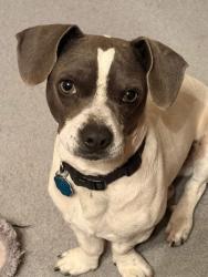 Lost Male Dog last seen Kline , Lubbock, TX 79416
