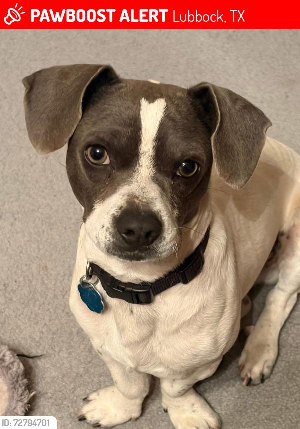 Lost Male Dog last seen Kline , Lubbock, TX 79416