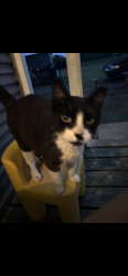 Reunited Male Cat last seen Transportation , Devine, TX 78016