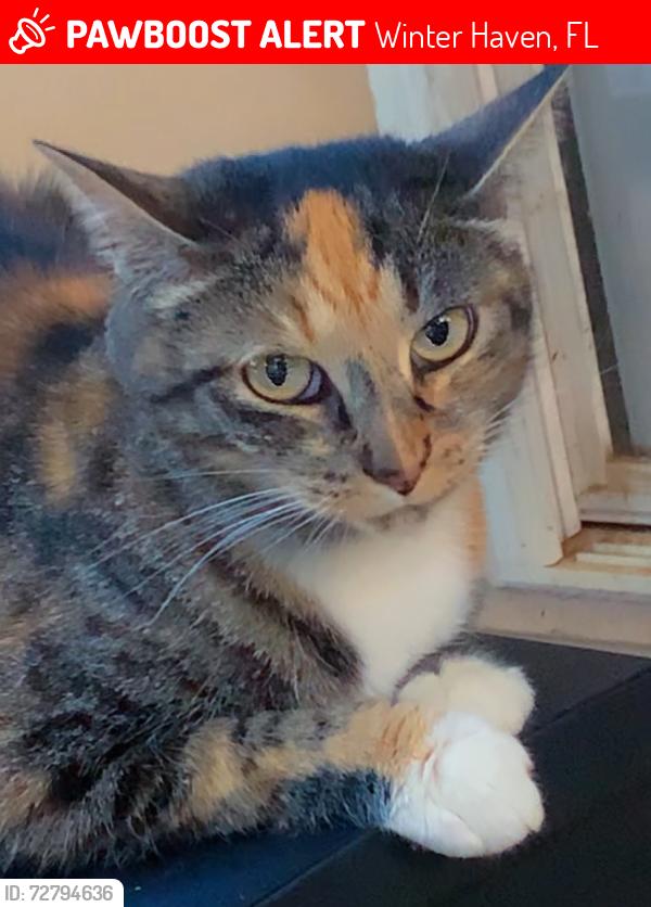 Lost Female Cat last seen Near FL-544, Winter Haven FL 33881, Winter Haven, FL 33881