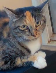 Lost Female Cat last seen Near FL-544, Winter Haven FL 33881, Winter Haven, FL 33881
