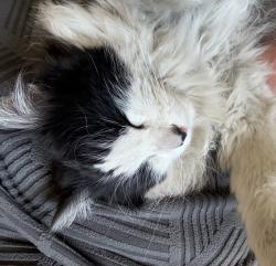 Lost Male Cat last seen Harmon , Las Vegas, NV 89121