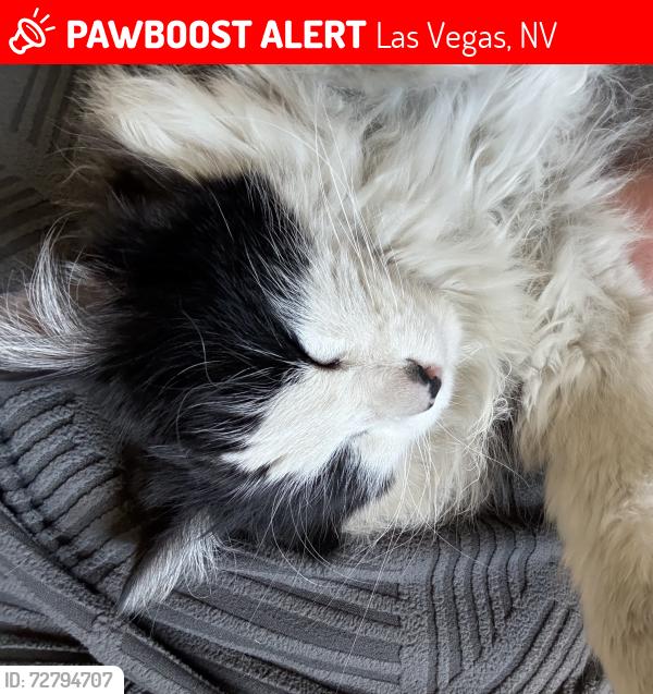 Lost Male Cat last seen Harmon , Las Vegas, NV 89121