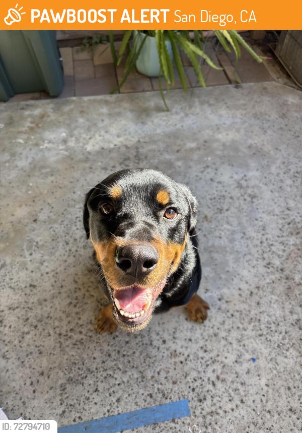 Found/Stray Male Dog last seen Fairlie Road and Ashburton, San Diego, CA 92128