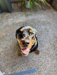 Found/Stray Male Dog last seen Fairlie Road and Ashburton, San Diego, CA 92128