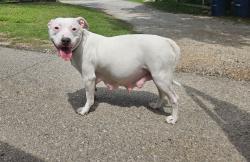 Found/Stray Female Dog last seen Reno & Henney Rd, Choctaw, OK 73020
