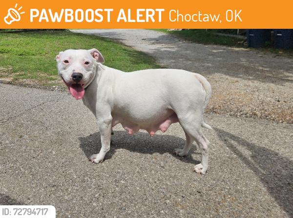 Found/Stray Female Dog last seen Reno & Henney Rd, Choctaw, OK 73020
