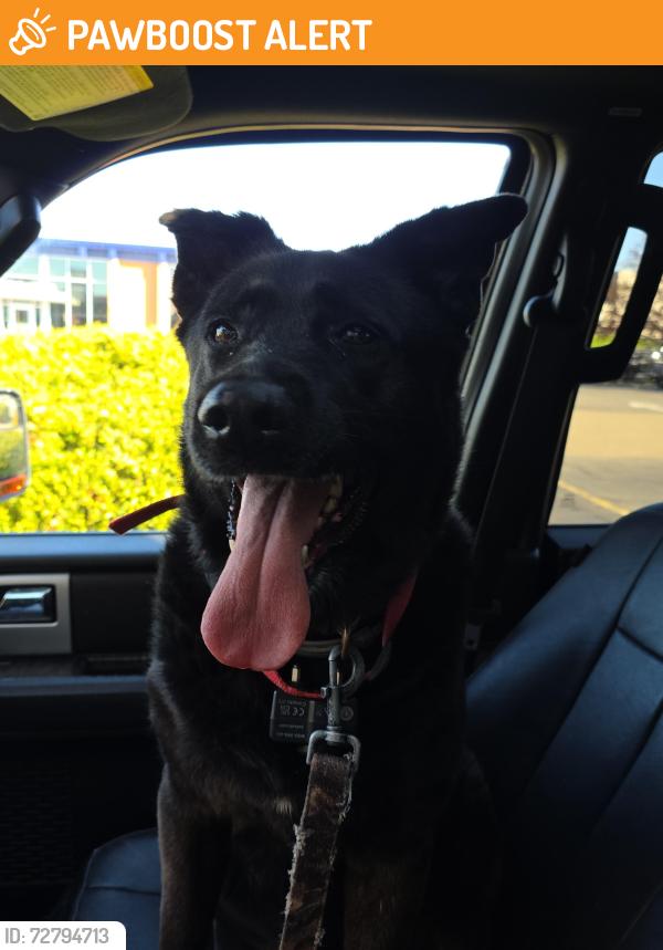 Found/Stray Female Dog last seen Kennedy Twp pa taco bell , Kennedy Township, PA 15108