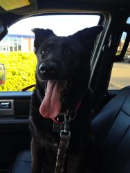 Found/Stray Female Dog last seen Kennedy Twp pa taco bell , Kennedy Township, PA 15108