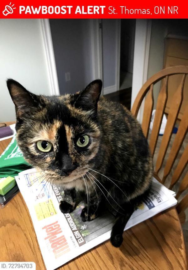 Lost Female Cat last seen Rice and Manor, St. Thomas, ON N5R