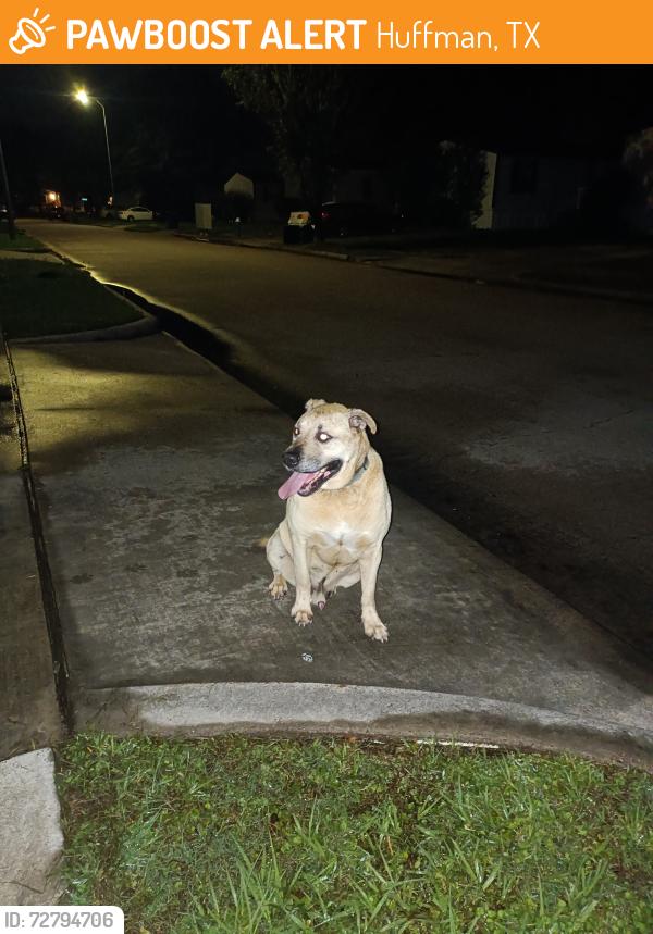 Found/Stray Male Dog last seen Lakewood Village neighborhood , Huffman, TX 77336