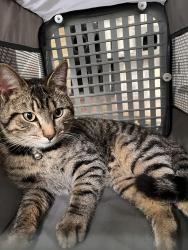 Found/Stray Male Cat last seen Lee jackson memorial hwy and plaza lin chantilly, Chantilly, VA 20151