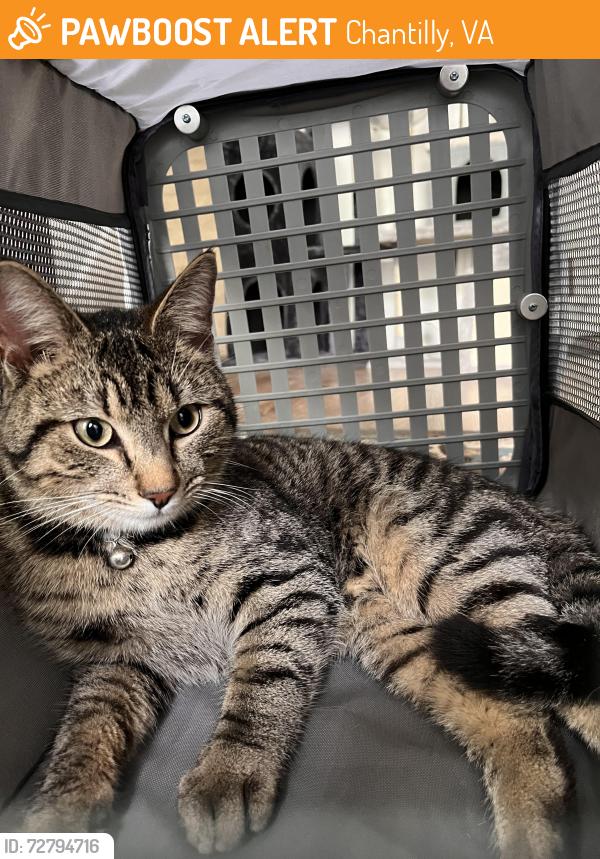 Found/Stray Male Cat last seen Lee jackson memorial hwy and plaza lin chantilly, Chantilly, VA 20151