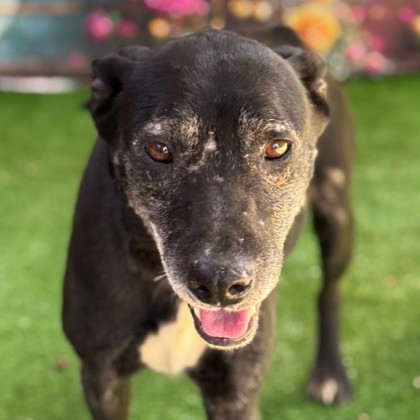 Shelter Stray Female Dog last seen Brazos County, TX , Bryan, TX 77807