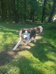 Lost Male Dog last seen Perrine rd Hadley , Hadley, PA 16130