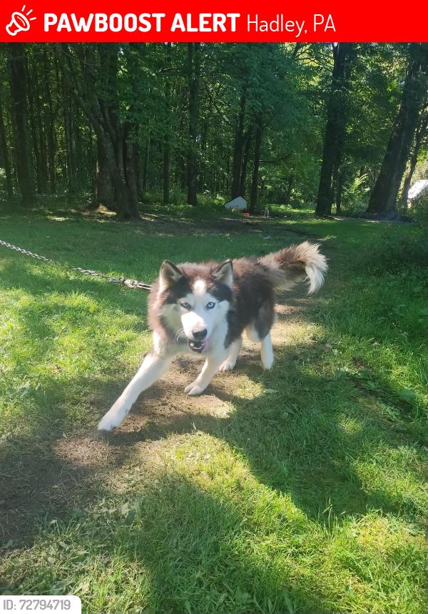 Lost Male Dog last seen Perrine rd Hadley , Hadley, PA 16130