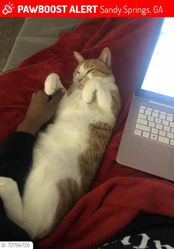 Lost Male Cat last seen River Vista Apts, Sandy Springs, GA 30328