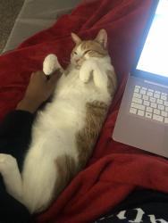 Lost Male Cat last seen River Vista Apts, Sandy Springs, GA 30328