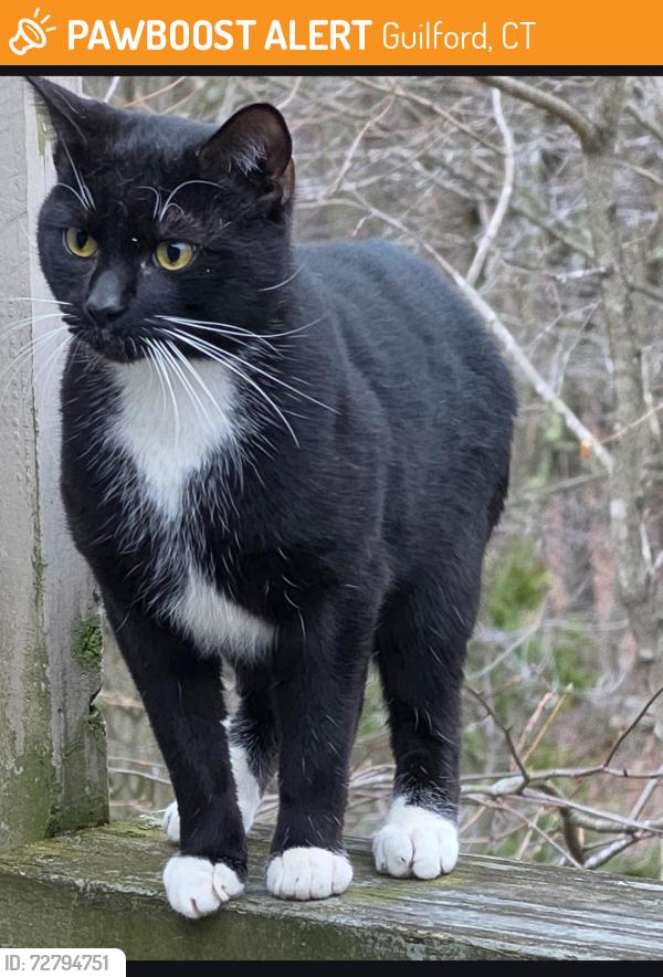 Found/Stray Unknown Cat last seen Polpis Lane, Guilford, CT 06437