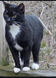 Found/Stray Unknown Cat last seen Polpis Lane, Guilford, CT 06437