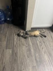 Lost Male Cat last seen litchfeild and grennway, Surprise, AZ 85379