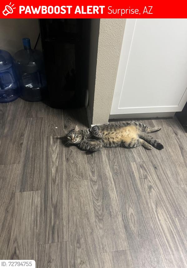 Lost Male Cat last seen litchfeild and grennway, Surprise, AZ 85379