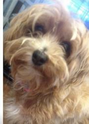 Lost Female Dog last seen 105th and Massie by Cleveland Church of Christ, Cleveland, OH 44108