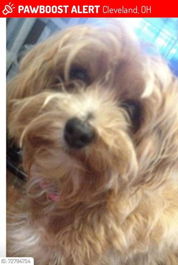 Lost Female Dog last seen 105th and Massie by Cleveland Church of Christ, Cleveland, OH 44108