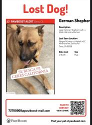 Lost Male Dog last seen Hackertt Rd, Morgan rd ceres ca, whitmore , service rd, Ceres, CA 95358