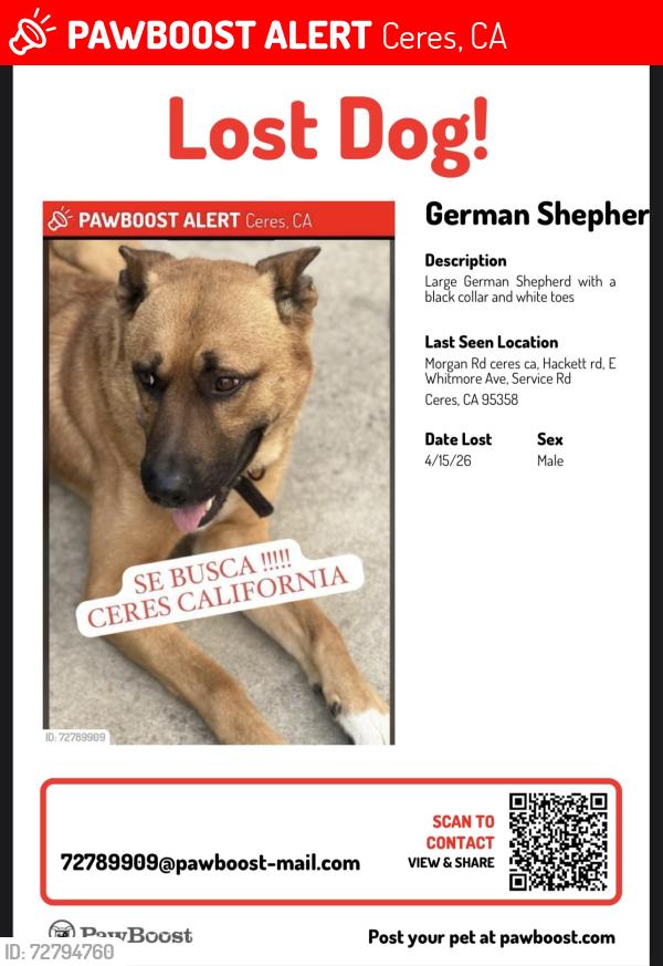 Lost Male Dog last seen Hackertt Rd, Morgan rd ceres ca, whitmore , service rd, Ceres, CA 95358