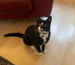 Lost Male Cat last seen Faulkners Close, Gloucestershire, England GL7 4DE