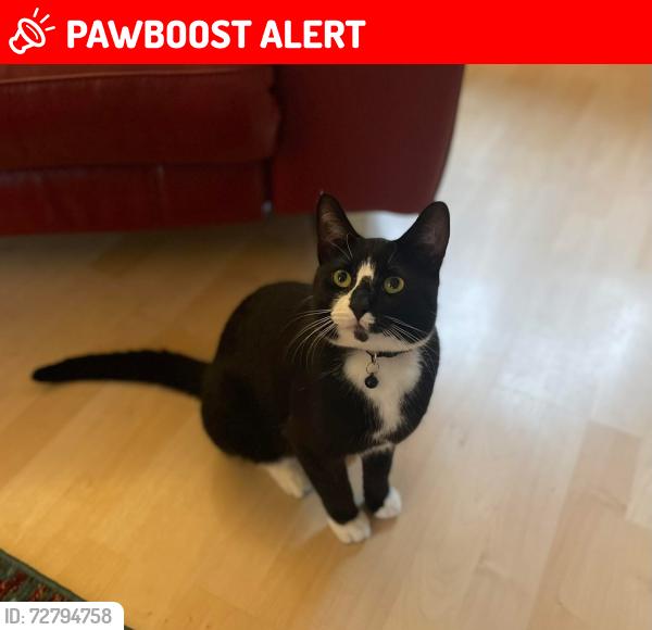 Lost Male Cat last seen Faulkners Close, Gloucestershire, England GL7 4DE