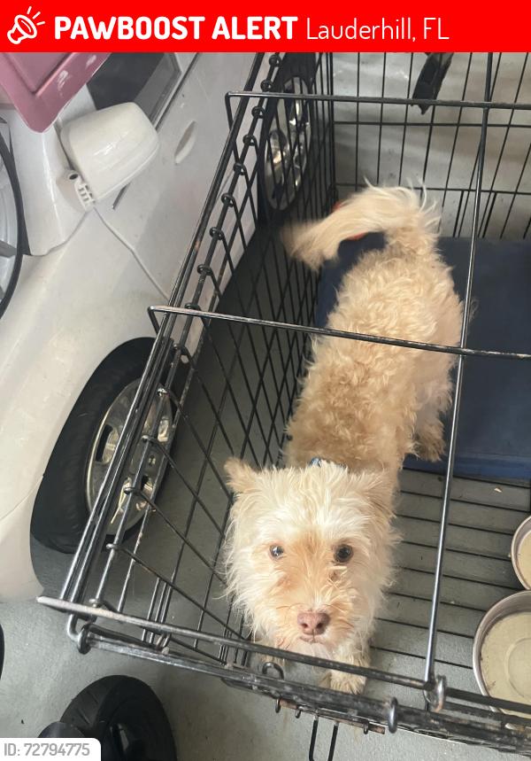 Lost Female Dog last seen Near and 11th st, Lauderhill, FL 33313