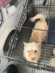 Lost Female Dog last seen Near and 11th st, Lauderhill, FL 33313