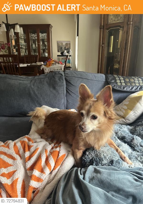 Found/Stray Male Dog last seen Wilshire blvd, Santa Monica, CA 90404