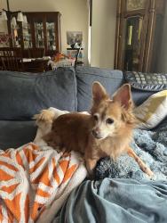 Found/Stray Male Dog last seen Wilshire blvd, Santa Monica, CA 90404