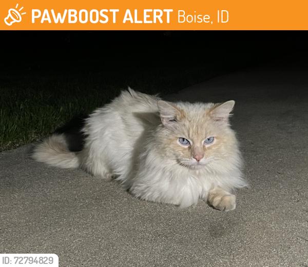 Found/Stray Unknown Cat last seen 23rd & Grace, Boise, ID 83702