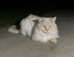 Found/Stray Unknown Cat last seen 23rd & Grace, Boise, ID 83702