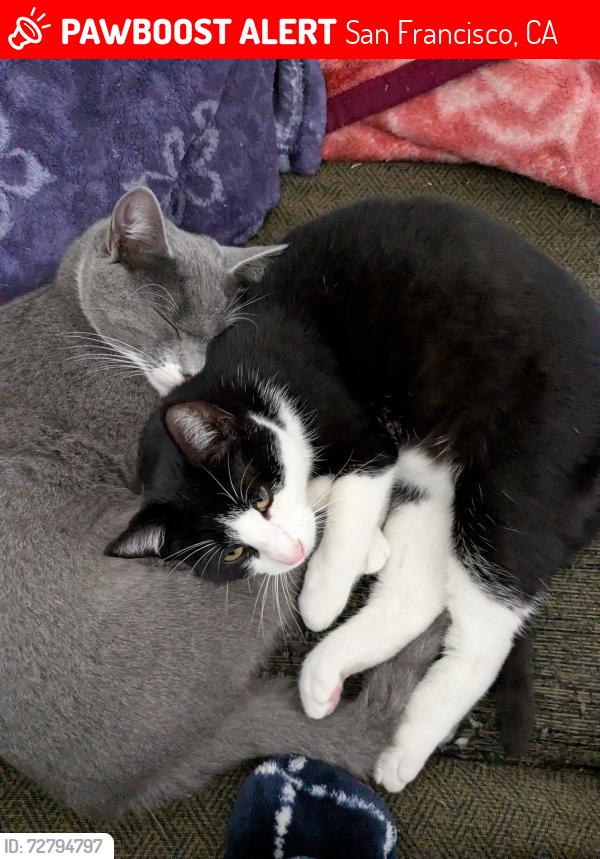Lost Male Cat last seen Near Quesada avenue , San Francisco, CA 94124