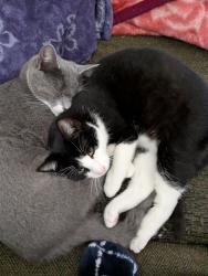 Lost Male Cat last seen Near Quesada avenue , San Francisco, CA 94124