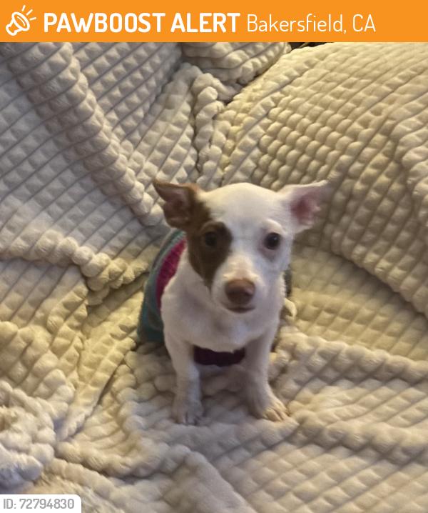 Found/Stray Female Dog last seen Bakersfield , Bakersfield, CA 93309