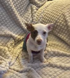 Found/Stray Female Dog last seen Bakersfield , Bakersfield, CA 93309